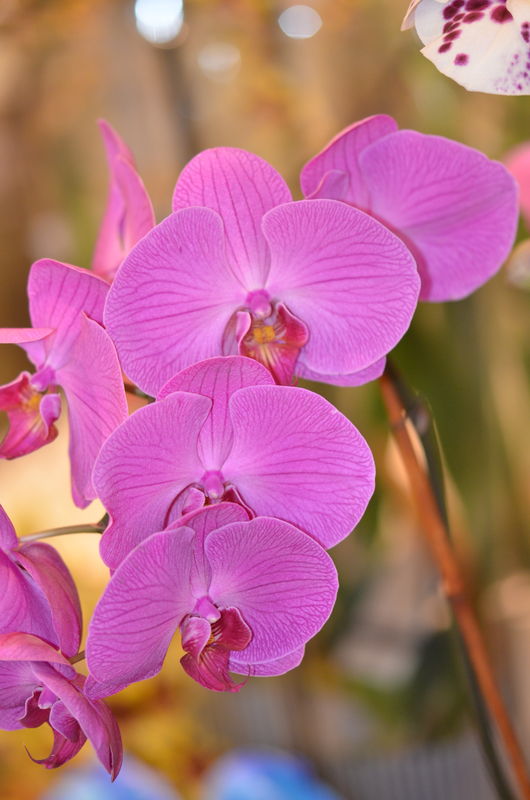 Pink Orchid...