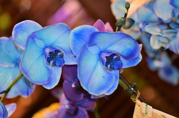 Blue Orchid...