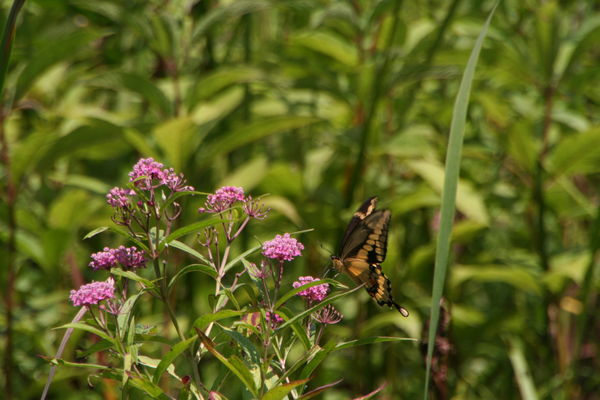 butterfly at Potato Creek State Park, North Libert...