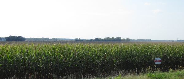 Corn fields are pretty green yet...