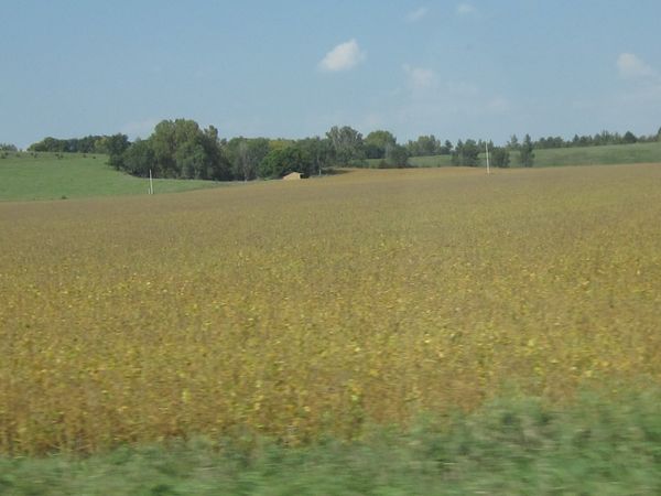 Soy Bean fields have turned "gold"...