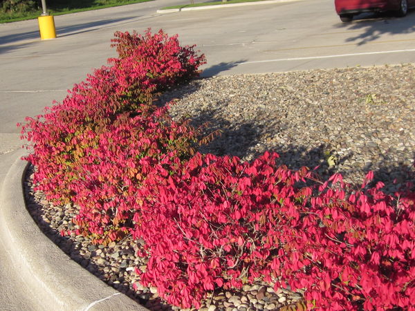 Burning Bushes at Physician's Clinic...