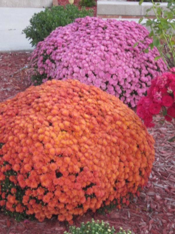 colorful Mums...