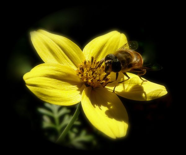 Backyard, one inch. Gentle bee, no sting....