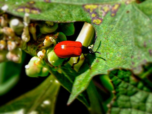 Brightly colored beetle...