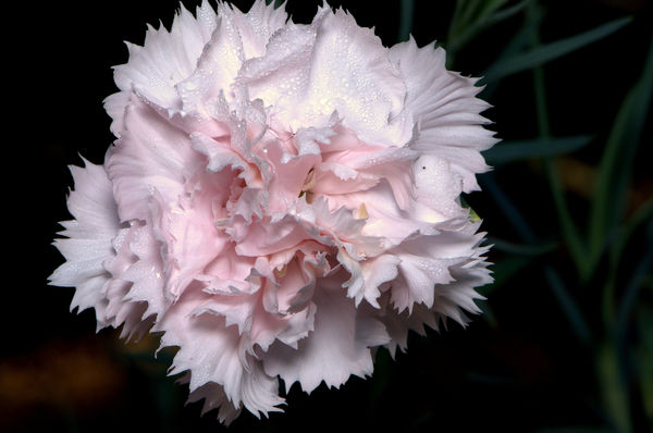 A proper  Carnation but only a close-up. They are ...