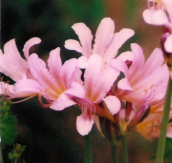 Magic Lilies Lycoris squamigera...