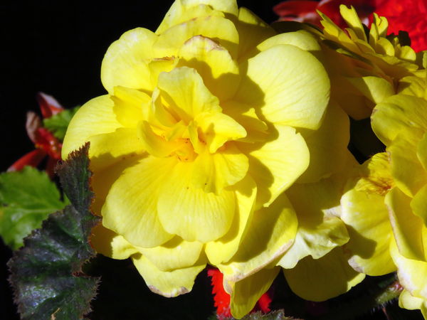 Begonia, this time of year?...