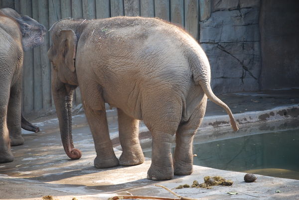 Being A Little Crude While Visiting The Elephants At The Caffee Zoo In 