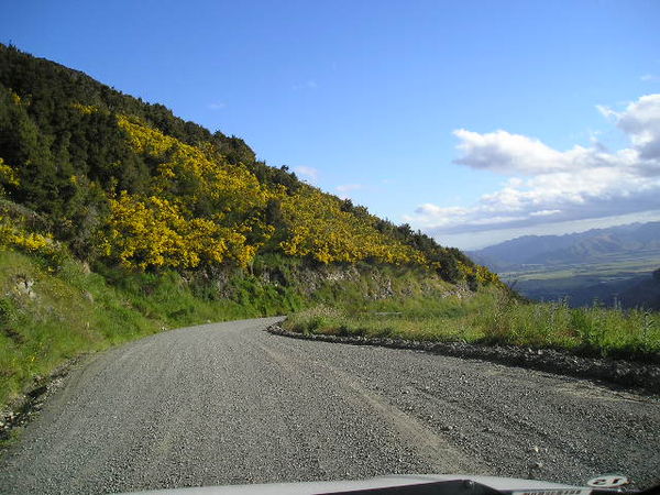 NZ - South island road to Oamaru; gorst on hillsid...