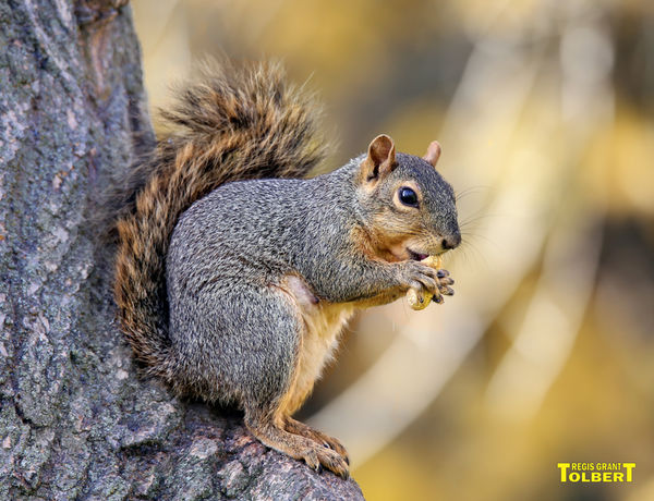 The many poses of the small Red Squirrels: These small Red Squirrels ...