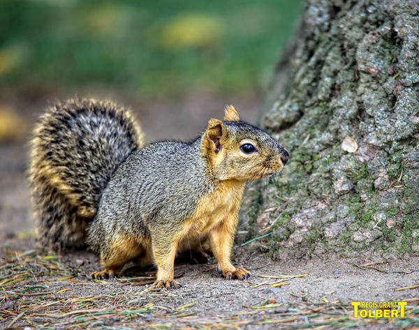 The many poses of the small Red Squirrels: These small Red Squirrels ...