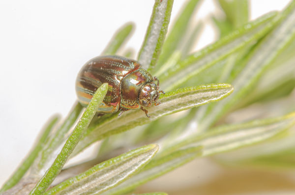 Rosemary leaf beetle (Chrysolina americana)...