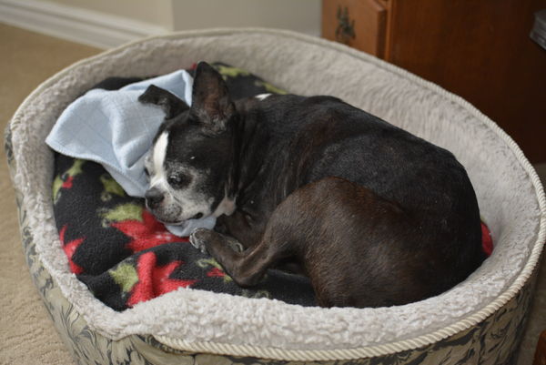 11 Year old Jamie, safe in bed!...