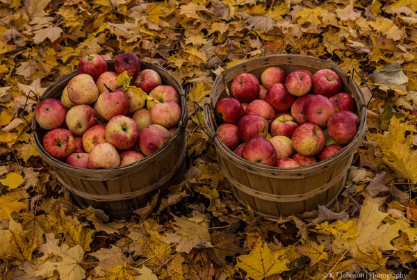 Apples,  Oct. 19,2014...