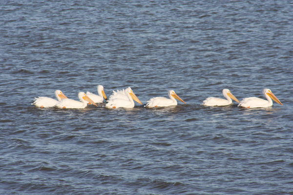 Pelicans on the lake I live on....