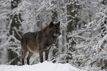 internet photo Black Canadian Timber Wolf...