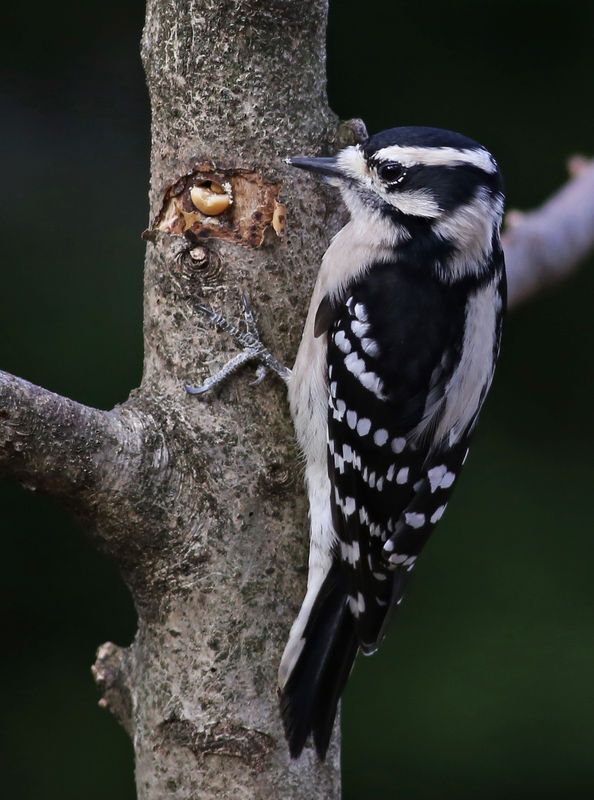 Downy Woodpecker-f/5.6 @ 1/800...