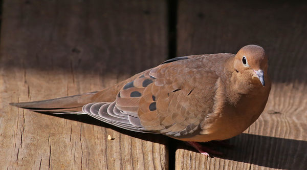 Mourning Dove-f/8 @ 1/2500...