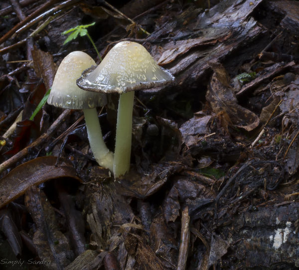 Luminous Mushrooms...