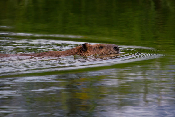 Busy beaver in the evening, Schwabachers Landing ...
