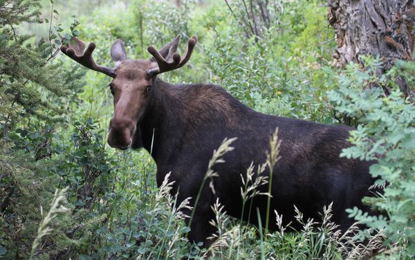 A fine looking bull moose in velvet...