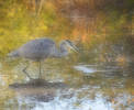 Great Blue Heron in fall dreamscape...