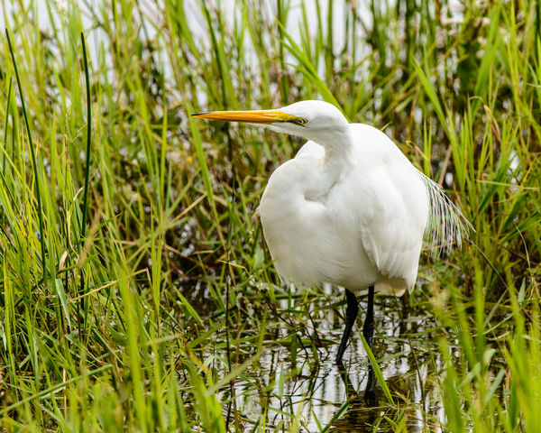 Great White Heron in the marsh...