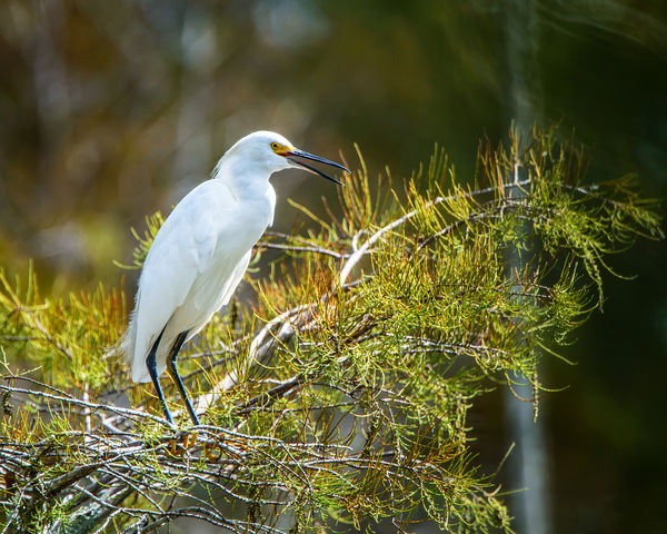 Snowy Egret---Like all Snowies he just CAN"T keep ...