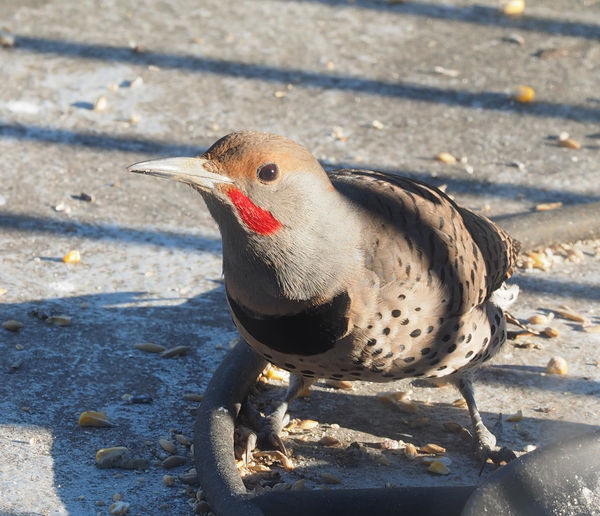 Northern "Red-Shafted" Flicker...