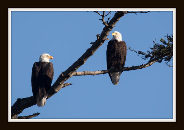 A pair of Eagles....