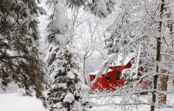 Red shed in the woods...