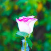 The Rose  .......... had a double exposure from a ...