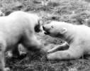 Polar Bears socializing...