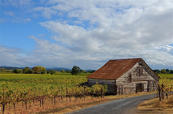 Sanoma vineyard and Barn...