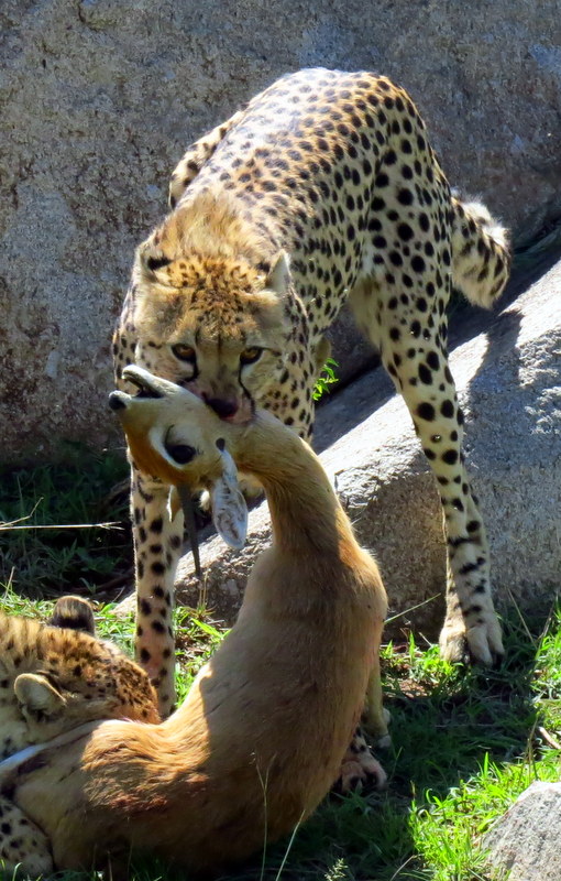 cheetah with Oribi kill...