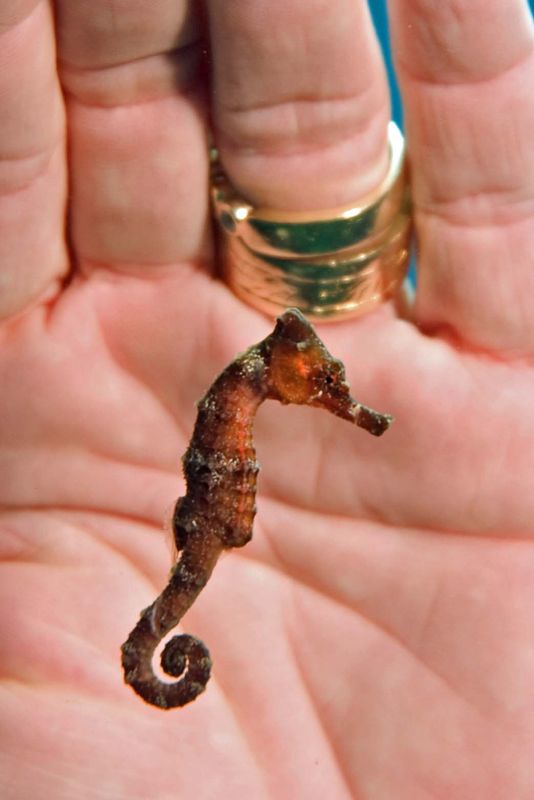 small seahorse floating...