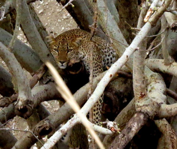 Leopard hidden off-road in a tree...