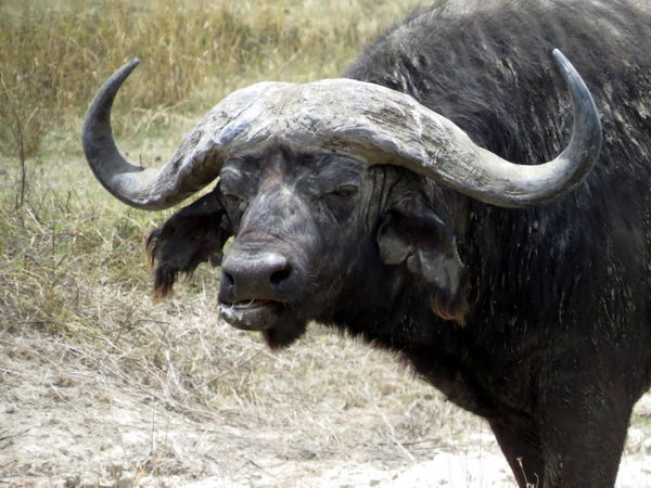 Cape Buffalo...