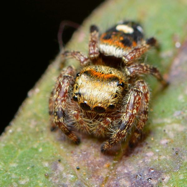 4-mm immature female jumping spider...