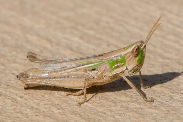 Another Grasshopper from today...