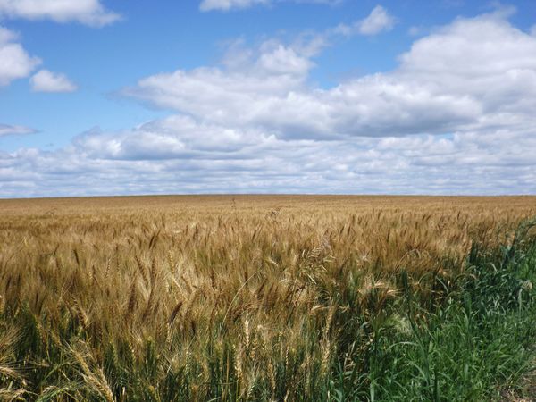 wheat field before harvest...