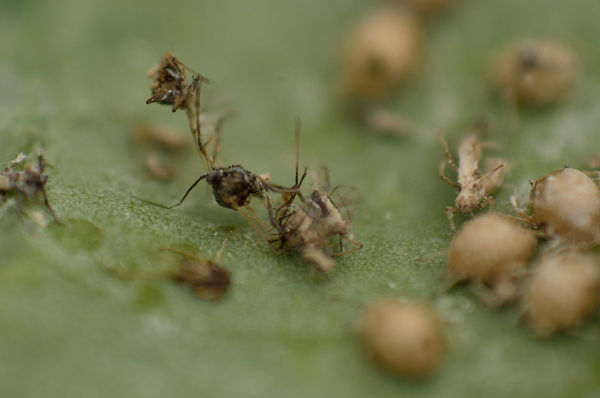 I think they are what is left of aphids...