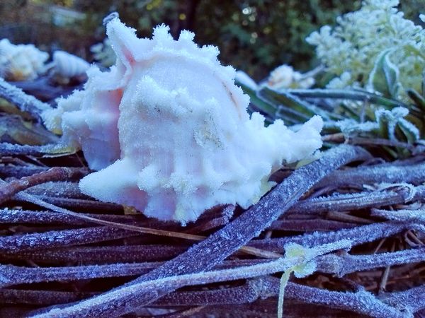 frost on shell...