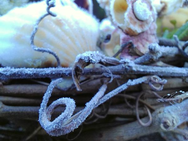 frosty vines and shells...