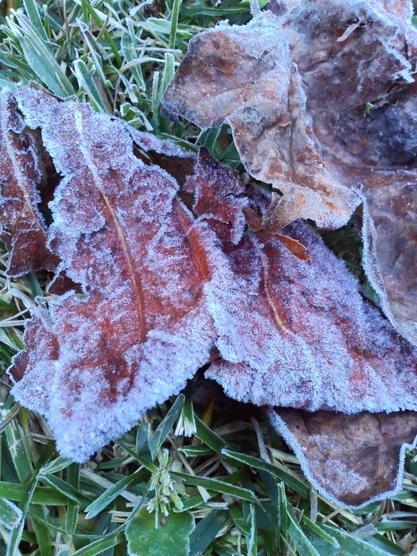 frozen leaves...