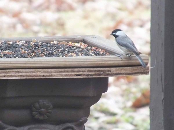 chicadee is all that comes to the feeder...