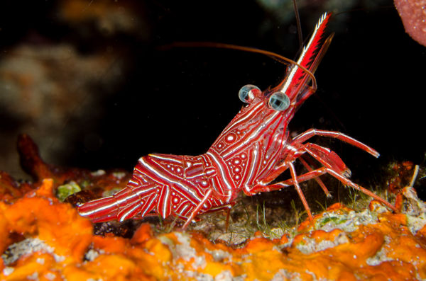 Red/white shrimp...
