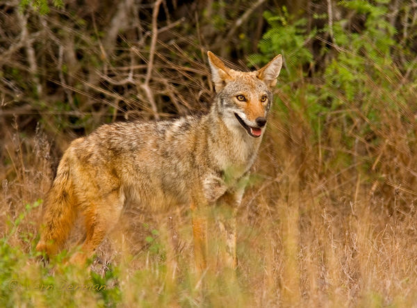 Coyote when life is good....