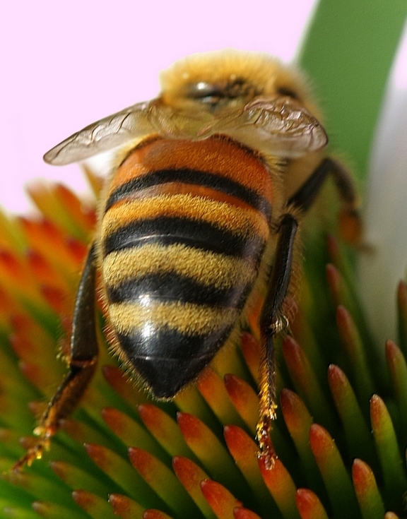 I am falling Bee-Hind in my Work! (Sigma 105mm mac...